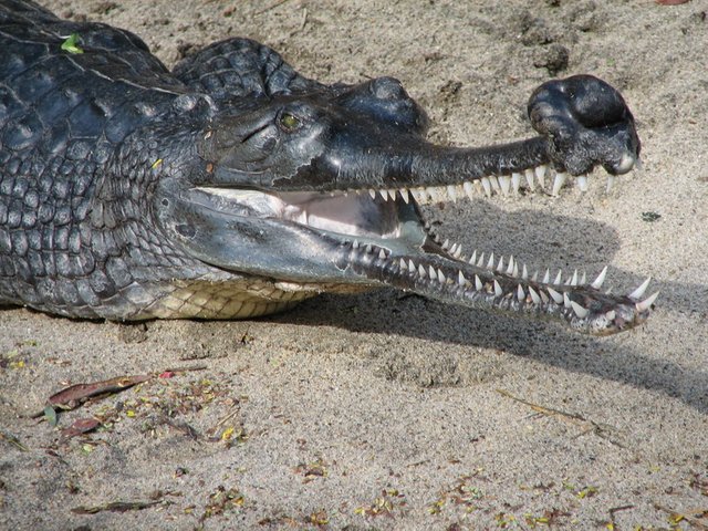 Male Gharial