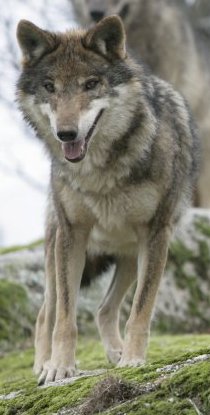 Canis Lupus SignatusZOOM