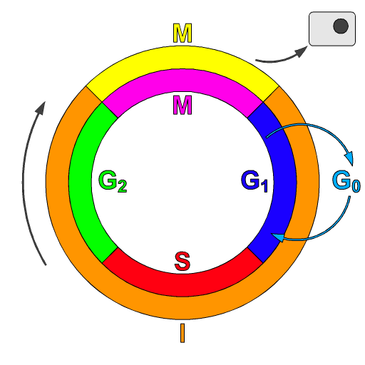 https://upload.wikimedia.org/wikipedia/commons/2/22/Cell_Cycle_2.png