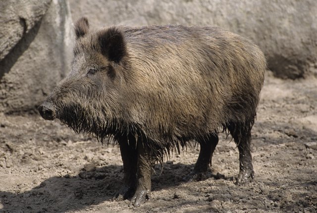 Boar – North American en.wikipedia.org