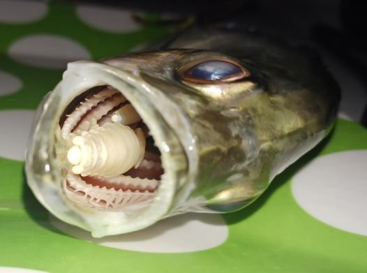 Cymothoa exigua