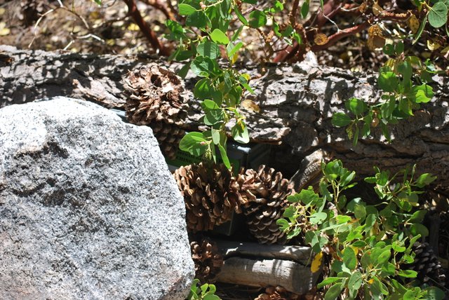 A geocache box hidden under some pine cones