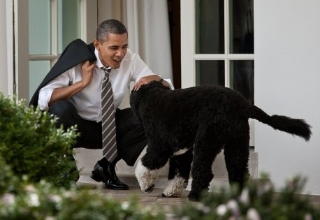 Image result for obama pets