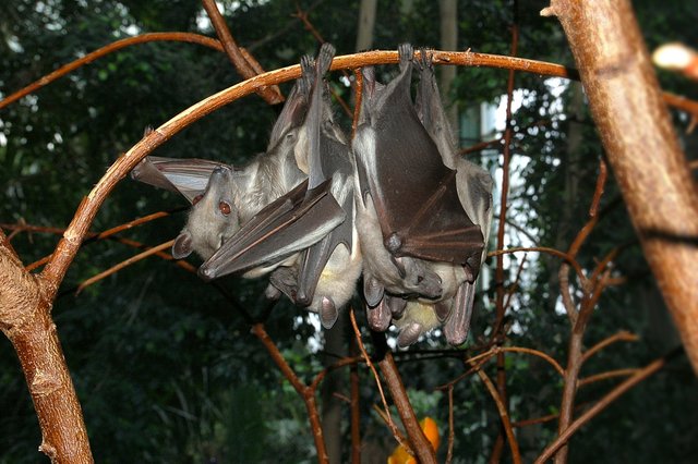 Hanging - feet visible