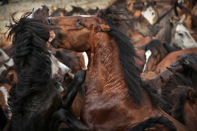 cabalos trabazo curro