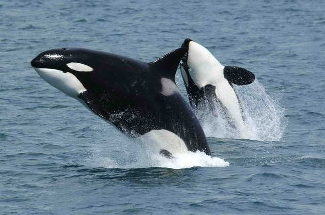 Jumping orcas