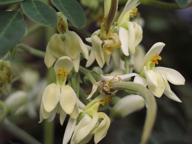 Moringa flowers