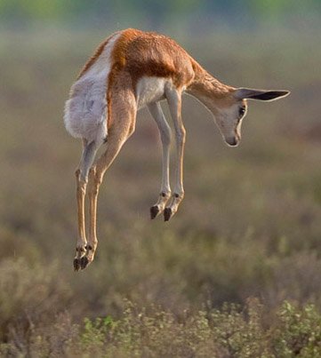 Springbok pronk