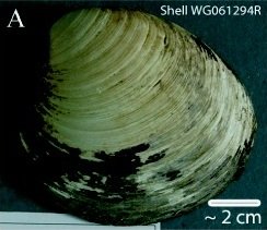 Ming clam shell WG061294R