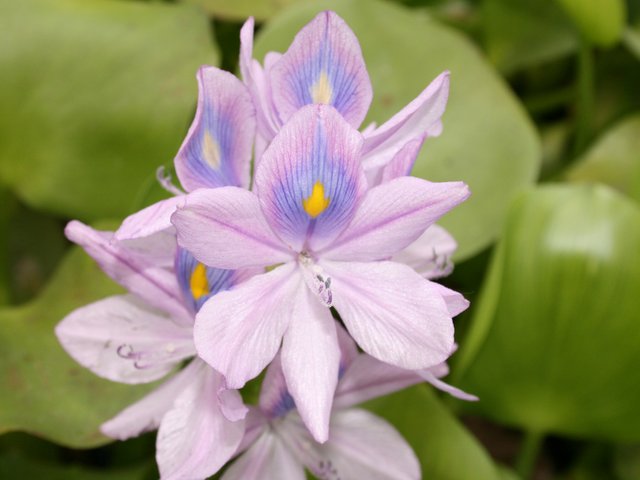 Common_Water_hyacinth.jpg