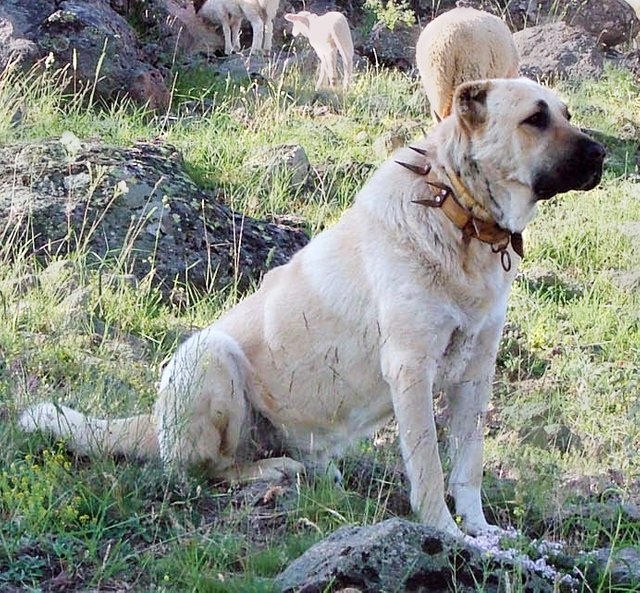 turkish dog breeds
