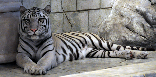 White tiger - Wikipedia