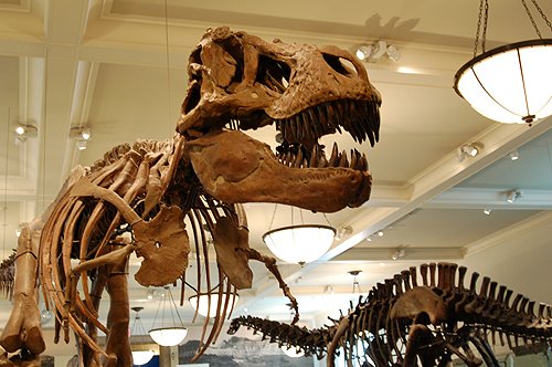 T-Rex at the Museum