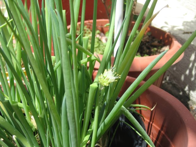 Green onions plant