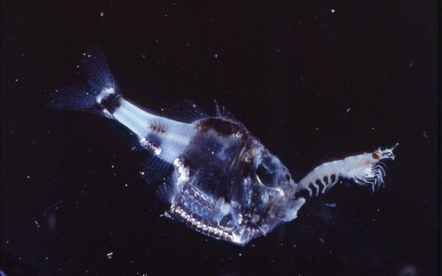 The Marine Hatchetfish