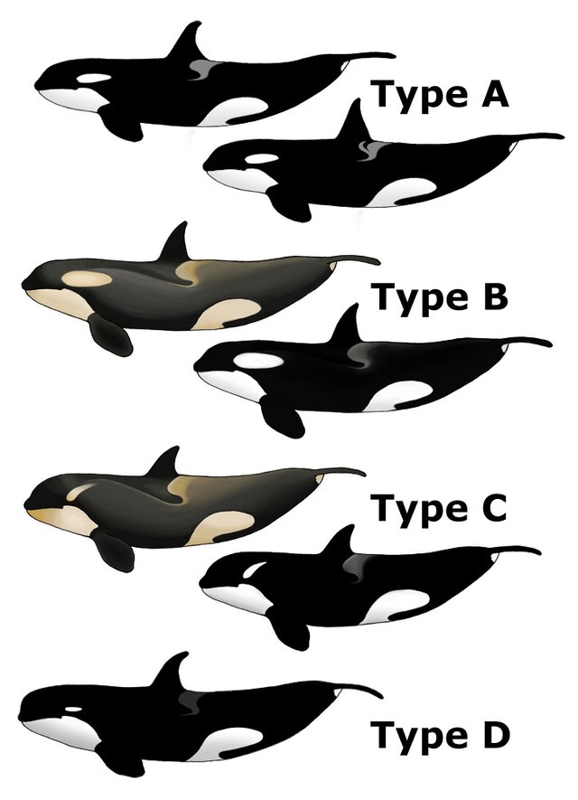Orca types