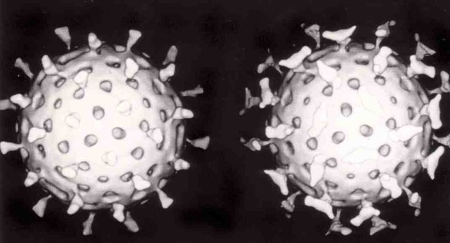 Rotavirus