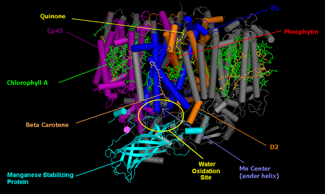 PSII supercomplex