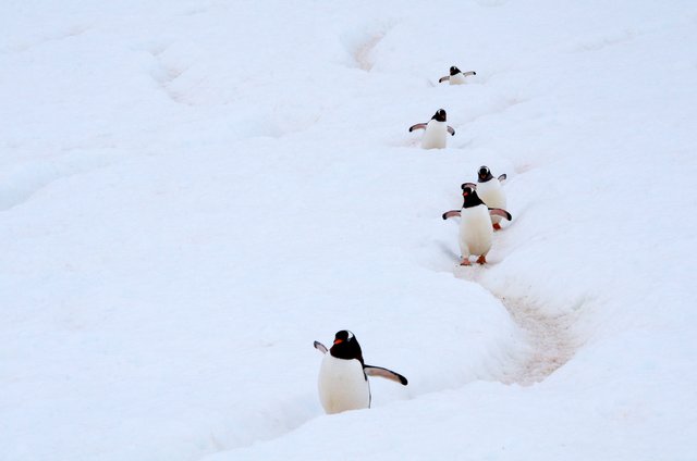 the gentoo penguins
