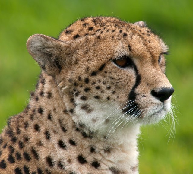 Image result for cheetah