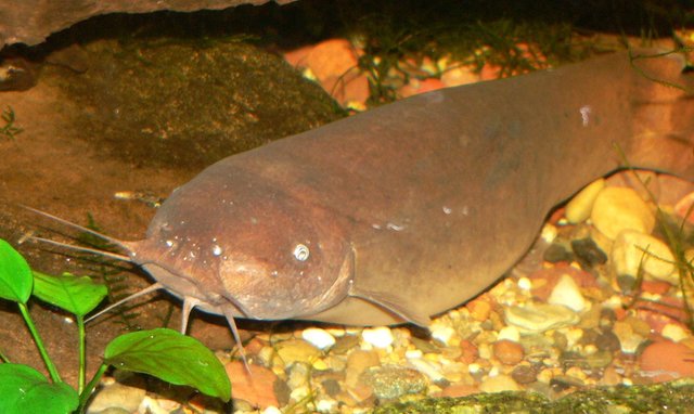 The Electric Catfish