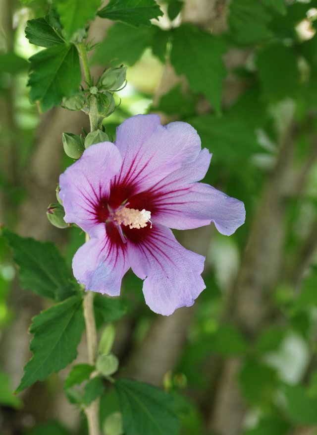 Korean Hibiscus