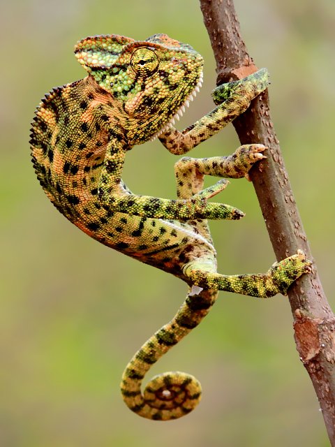 Three Brand New Species Of Rainbow Chameleon Has Been Discovered