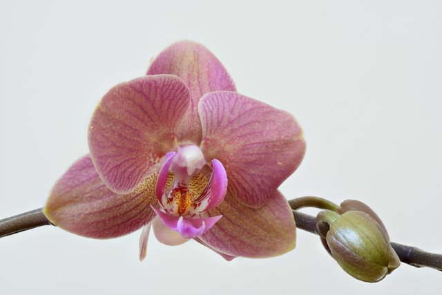 Orchid