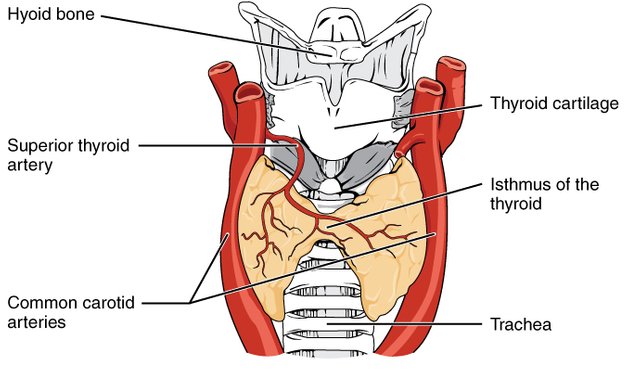 thyroid