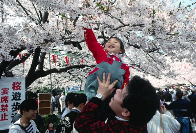 Ueno Park Cherry Blossoms