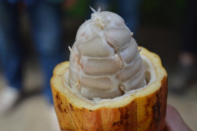 Cocoa_beans_in_cocoa_pod_at_El_Trapiche%2C_Costa_Rica.jpg