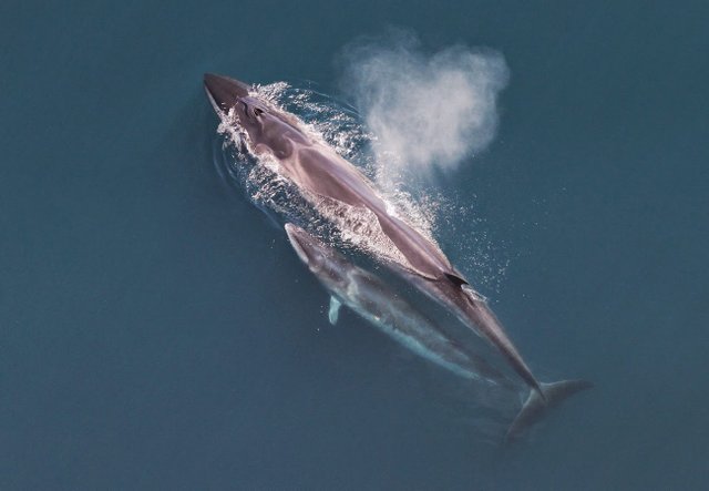 Sei whale and calf