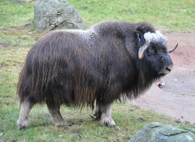 Muskox; the Ice Age animal that survived the melting — Steemit