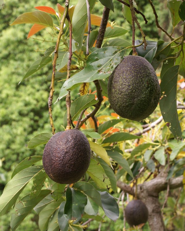 Persea_americana_fruit_2.jpg