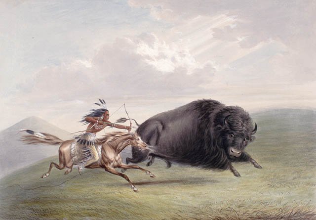 buffalo hunting