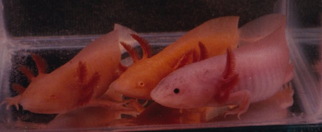 Three_Colors_of_Axolotl.jpg