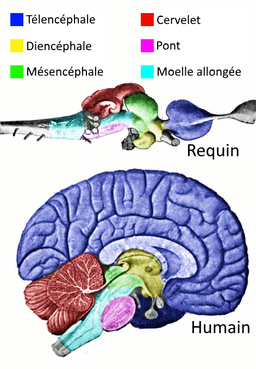 Régions cérébrales des vertébrés