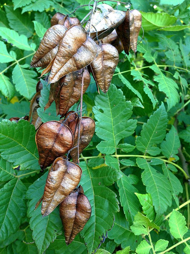 GoldenRain_seedPod_leaves