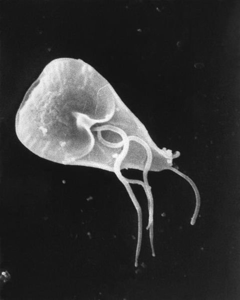 Archivo:Giardia lamblia SEM 8698 lores.jpg