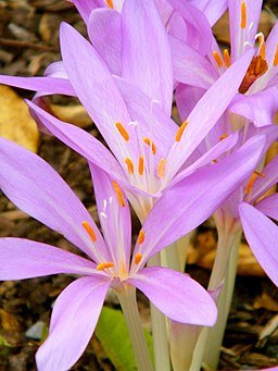Colchicum autumnale at the U.S. Botanic Gardens - Stierch