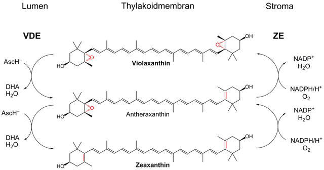 Xanthophyll cycle