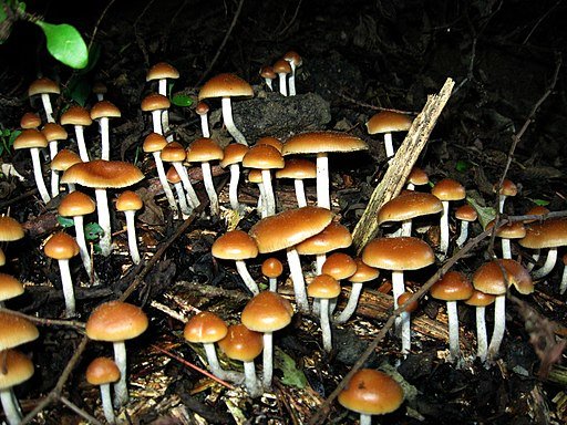 Psilocybe allenii 62599
