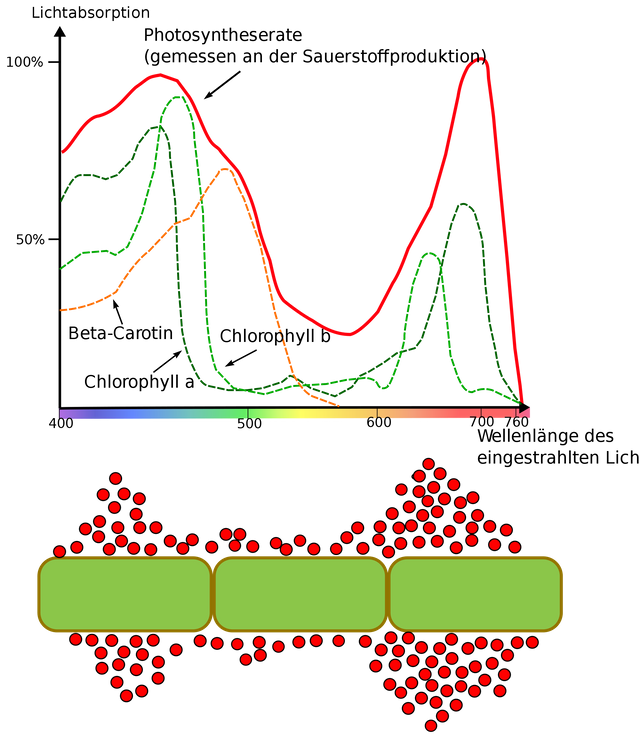 wavelength of light photosynthesis