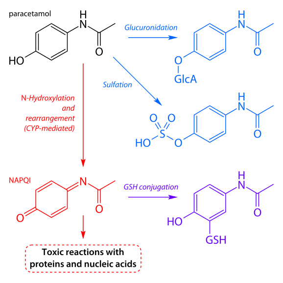 Basic Metabolism Biotransformation of Drug Substances and why you