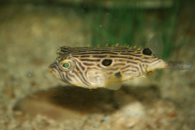 burrfish