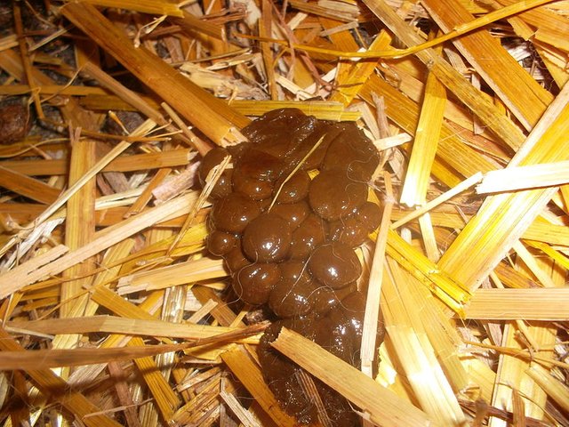 HOW CONSUMPTION OF NIGHT FAECES HELPS A RABBIT — Steemit