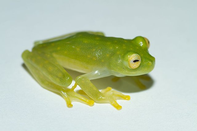 A Glass frog.