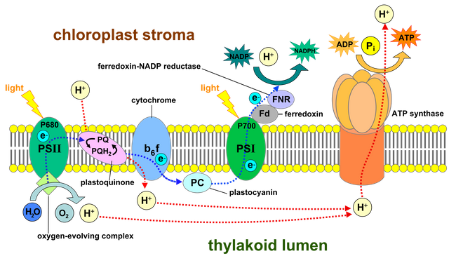 light-dependent reactions