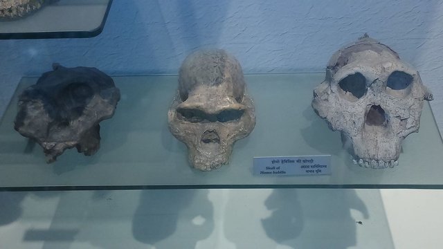 Skull of Homo Habilis, Indian Museum, Kolkata.jpg