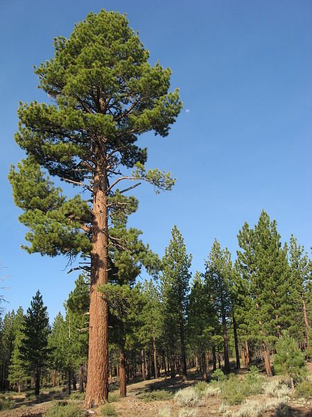 Russian cedar